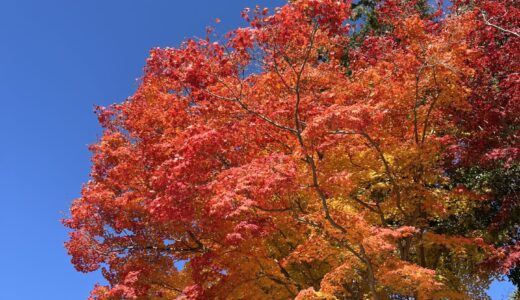 日本の伝統芸能にふれる〜狂言観劇と能面展の体験記